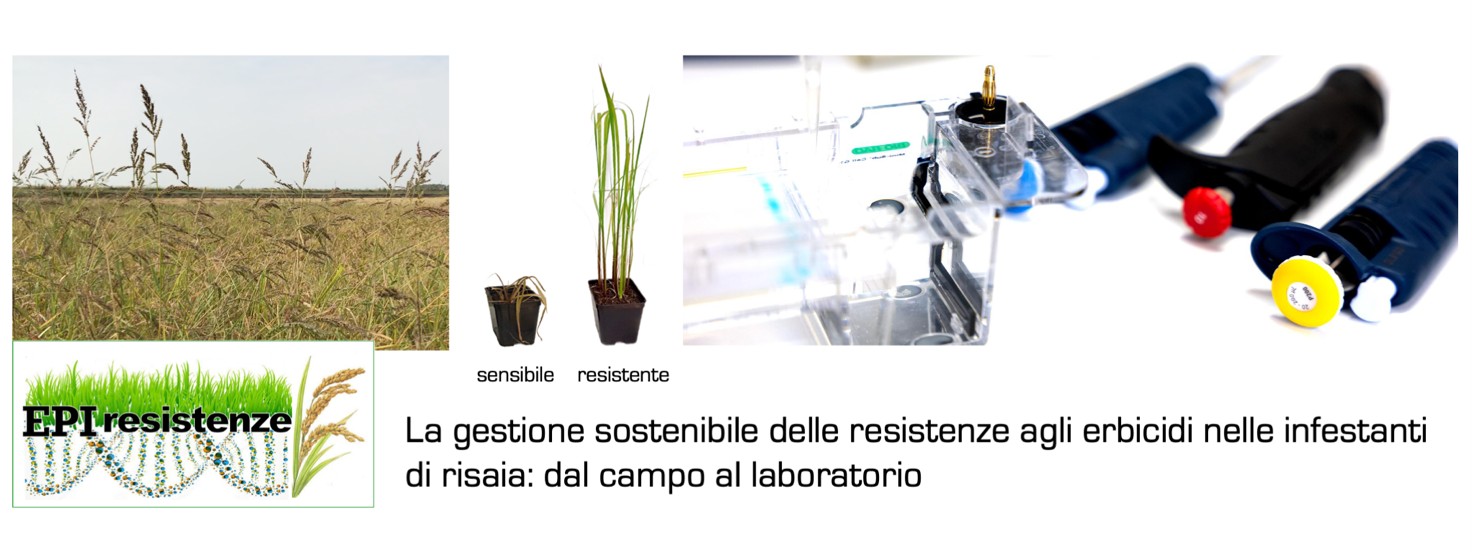 La gestione sostenibile delle resistenze agli erbicidi nelle infestanti di risaia: dal campo al laboratorio