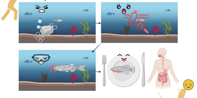 Plastica per cena? : “Anatomicando” sulla salvezza del mare