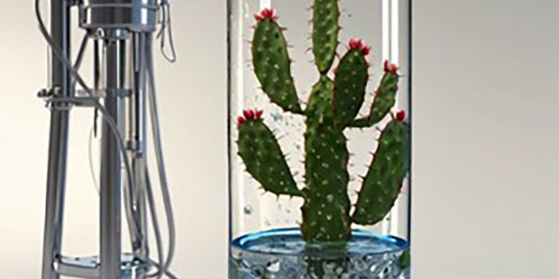 Materiali adsorbenti di origine naturale: un importante passo avanti verso uno sviluppo sostenibile