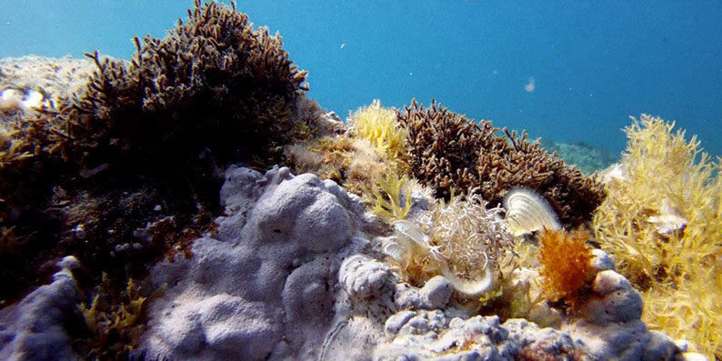 Mari in bilico: lotta per la biodiversità sotto pressione