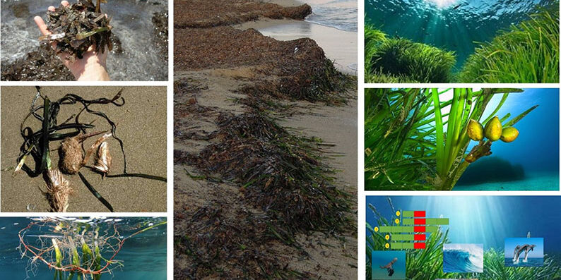 Come fa la Posidonia a difendere le nostre spiagge?