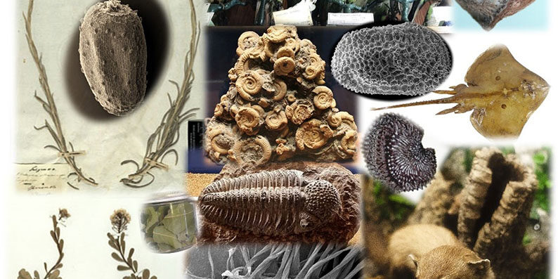 Tesori nascosti: la Biodiversità nelle collezioni biologiche e paleontologiche