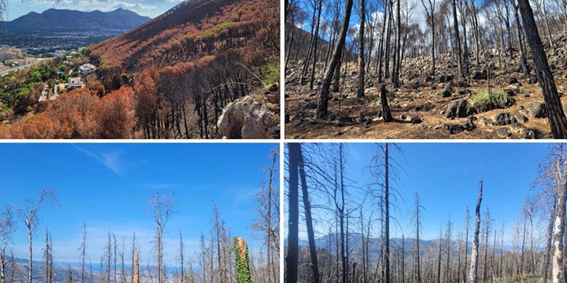 MENO INCENDI CON LA SELVICOLTURA E LA GESTIONE FORESTALE