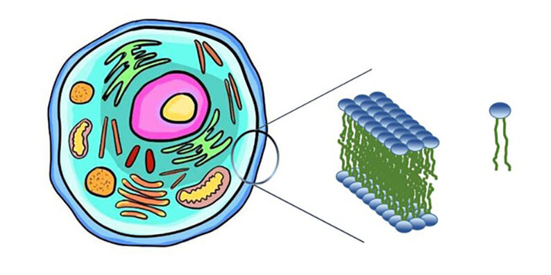Dalle molecole biologiche alla cellula: Cosa guida la complessa organizzazione strutturale e funzionale?