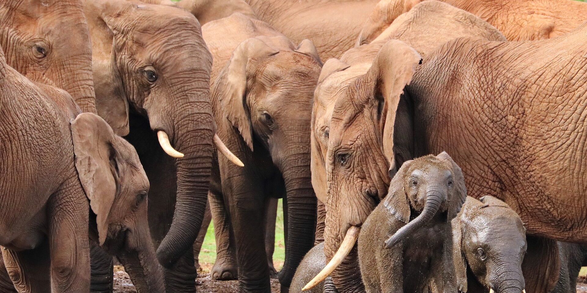 INTELLIGENZE A CONFRONTO