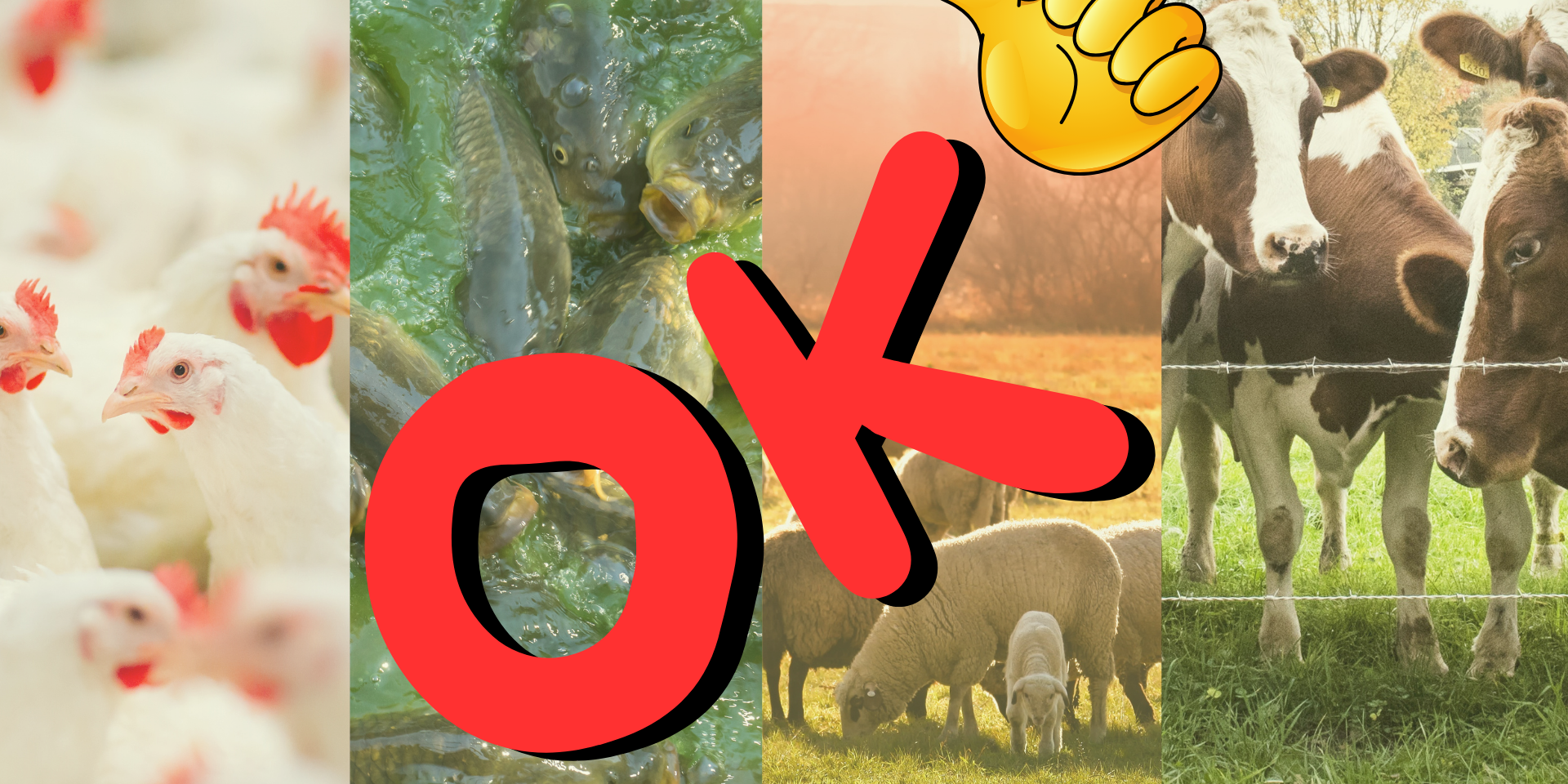 OK la specie è giusta!