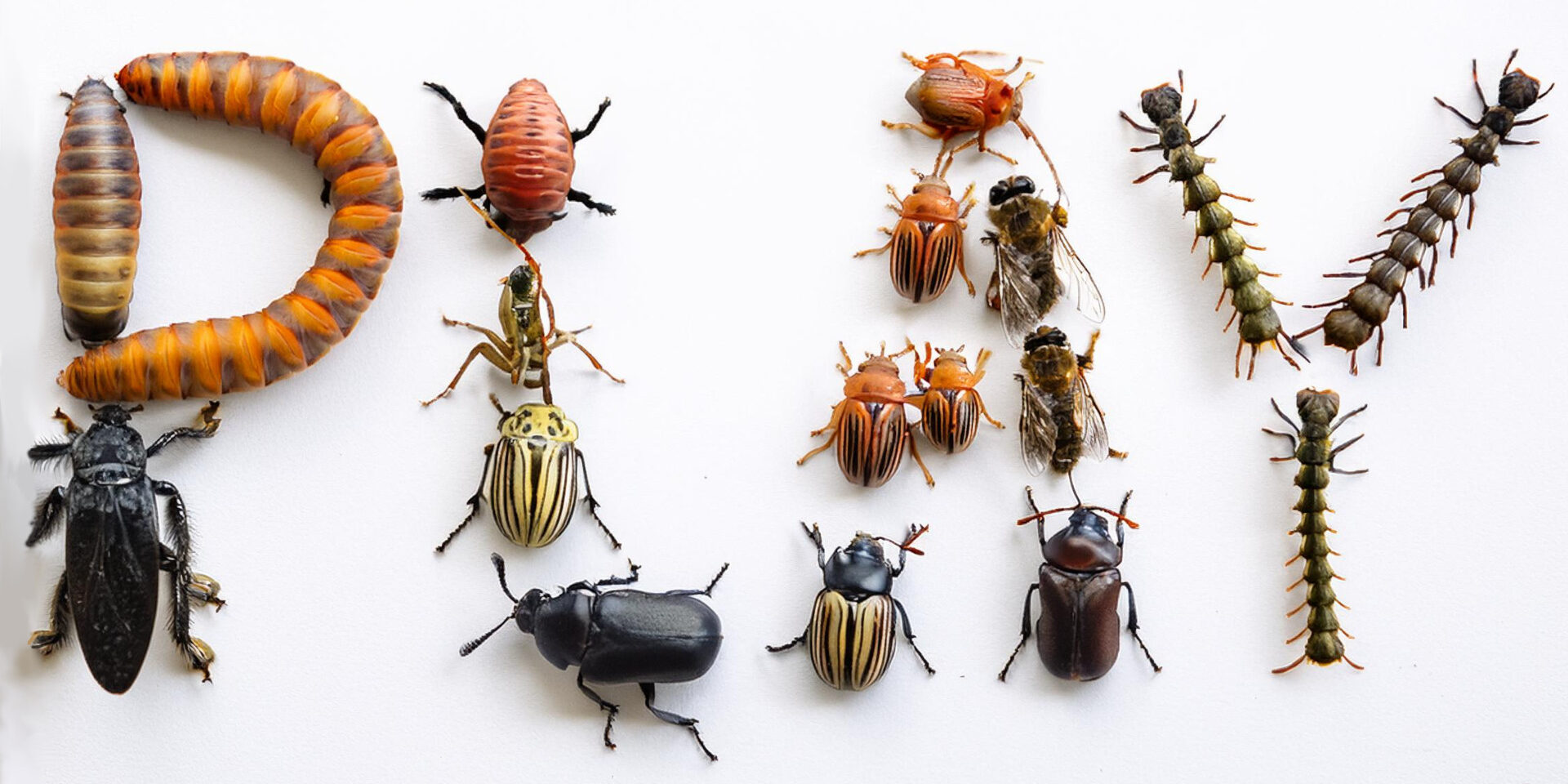 EntomoGames – Alla scoperta degli insetti