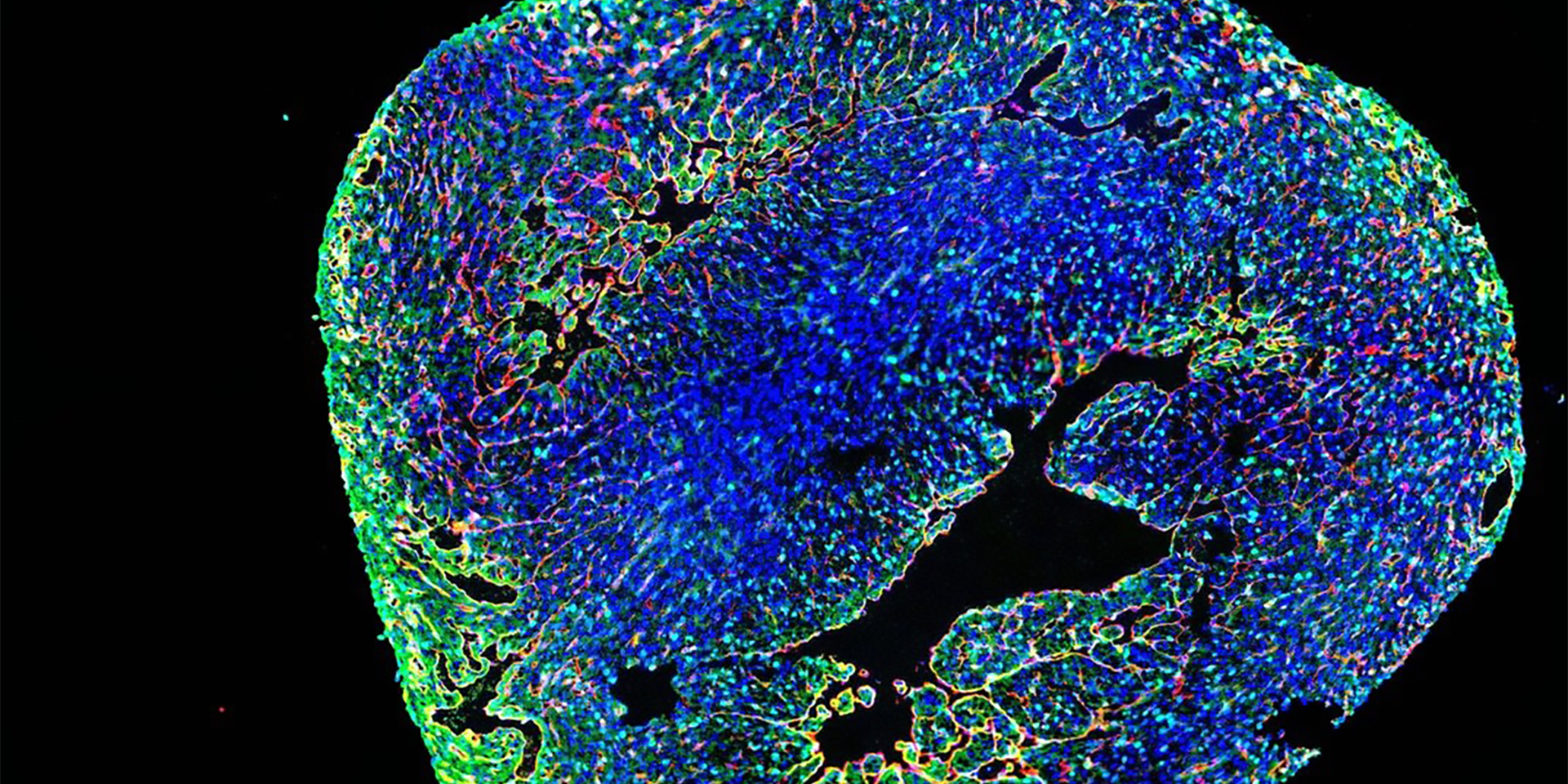 Scienza in Piazza: BIOTECNOLOGIE