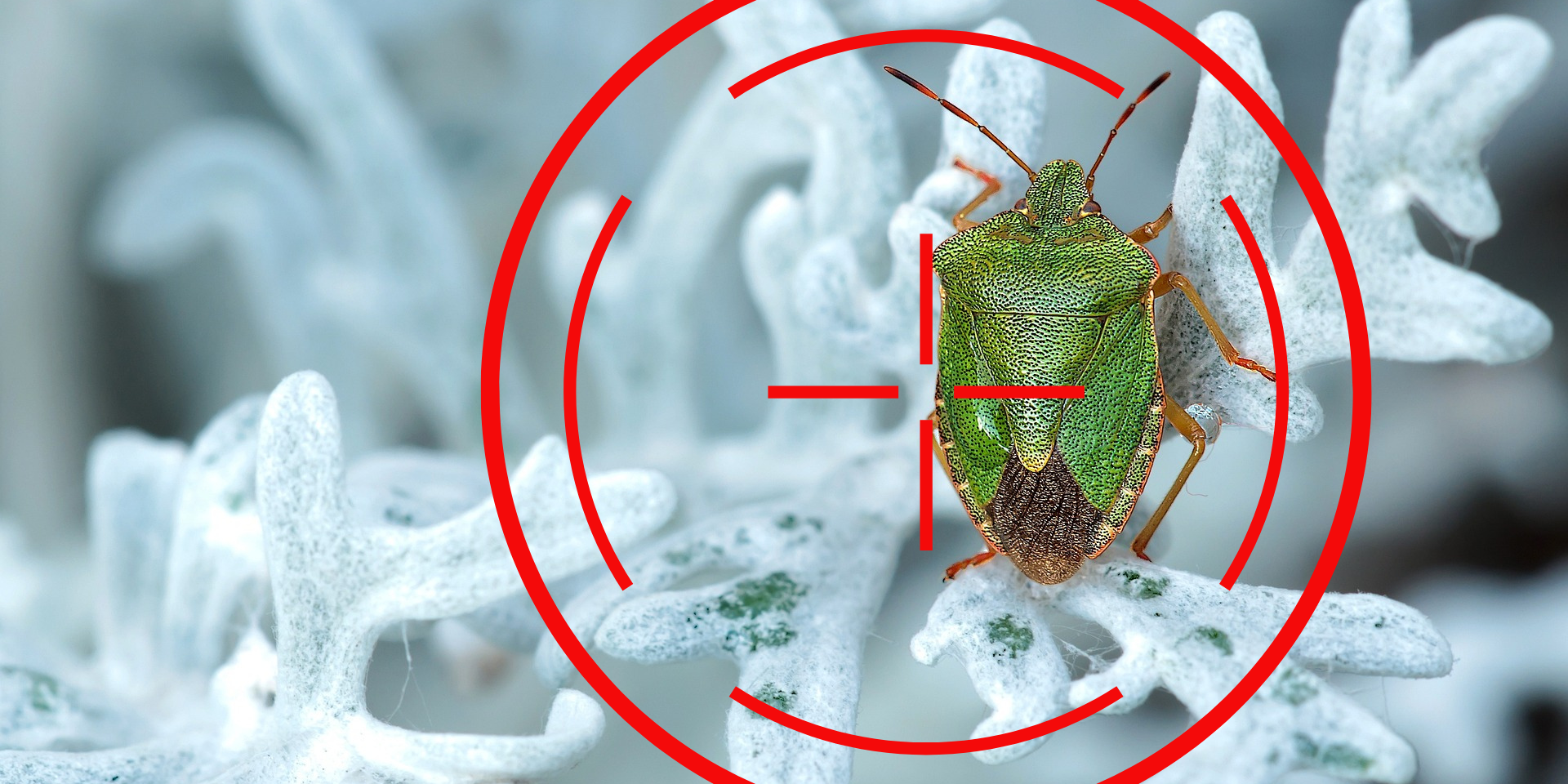 Rilevamento della cimice asiatica con IA e UAV