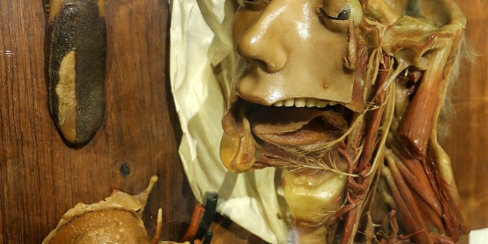 Visite guidate alla Collezione delle cere anatomiche di Clemente Susini