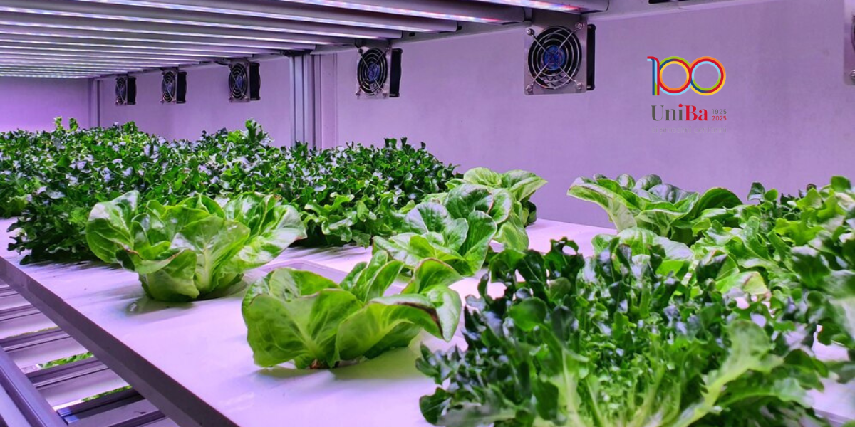 La coltivazione idroponica degli ortaggi in vertical farm