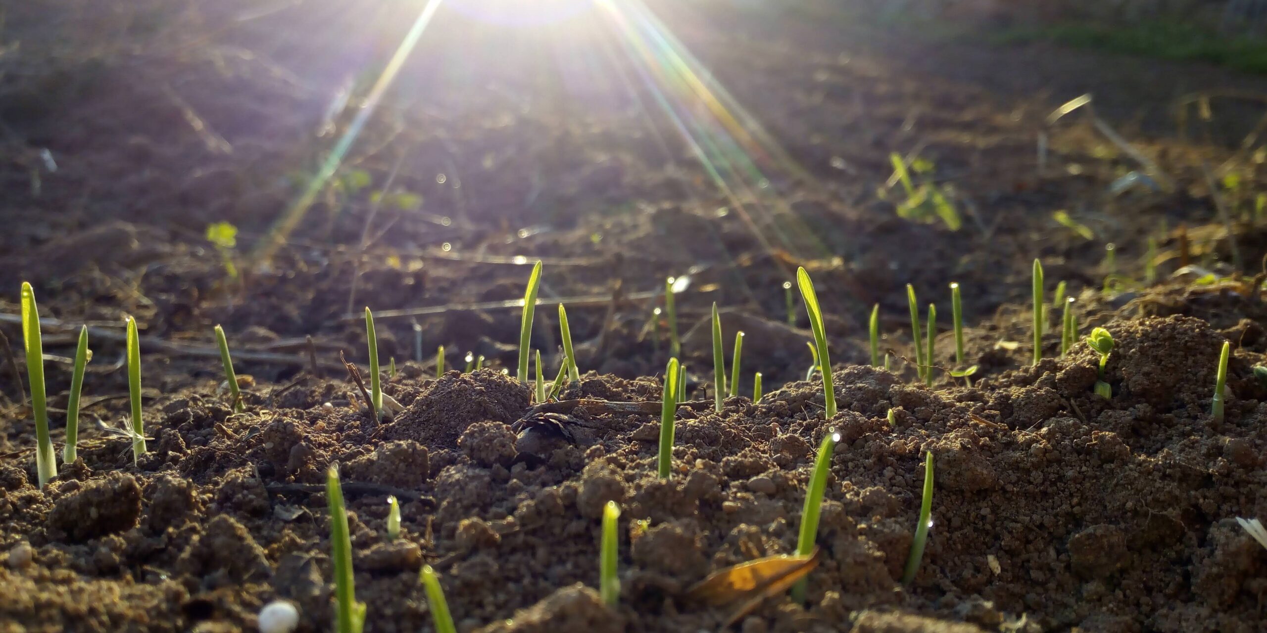 Agraria, prendiamoci cura della nostra terra