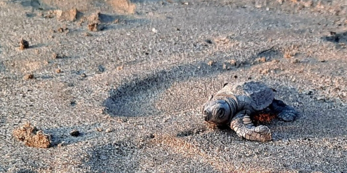 Biodiversità: conoscerla per proteggerla