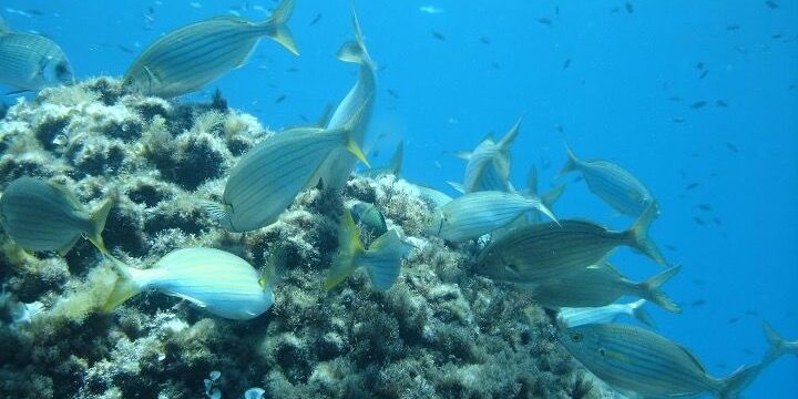 Alla scoperta di una specie chiave del nostro mare