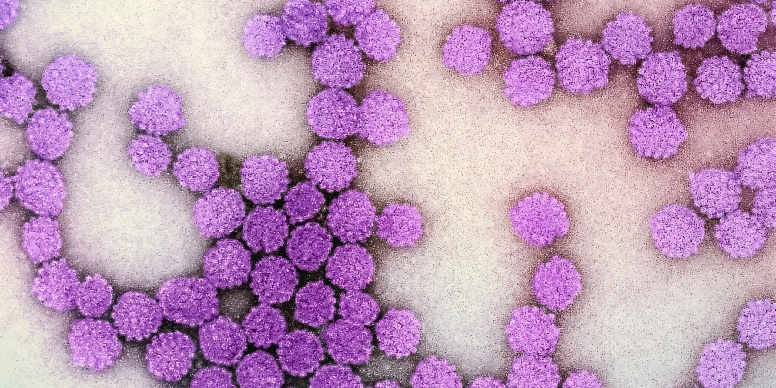 Il buono, il brutto e il cattivo: il mondo invisibile dei microbi