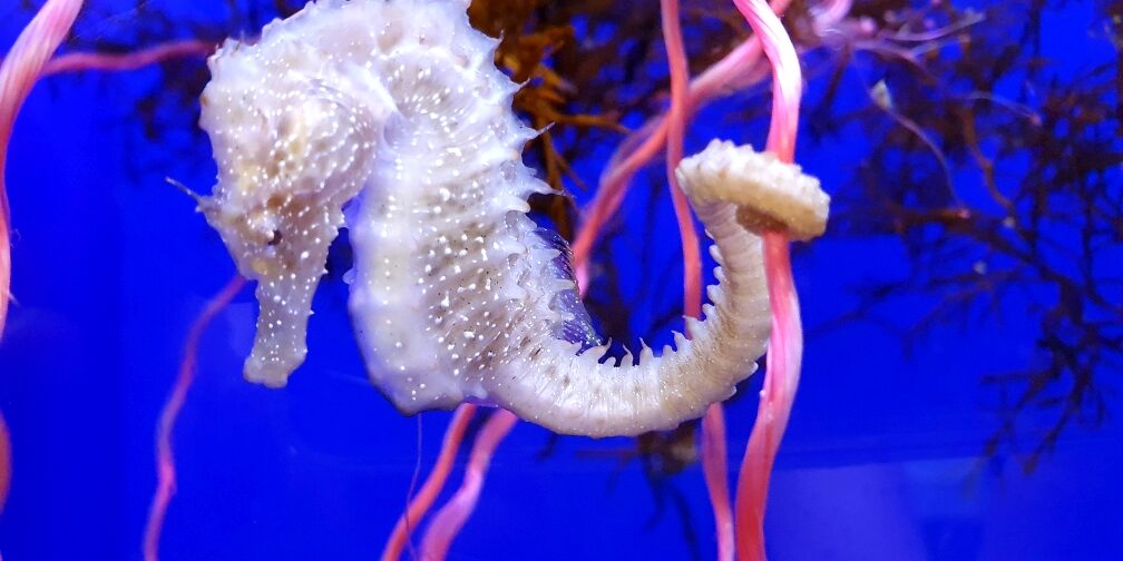 Cavallucci marini del “Mar Piccolo di Taranto”