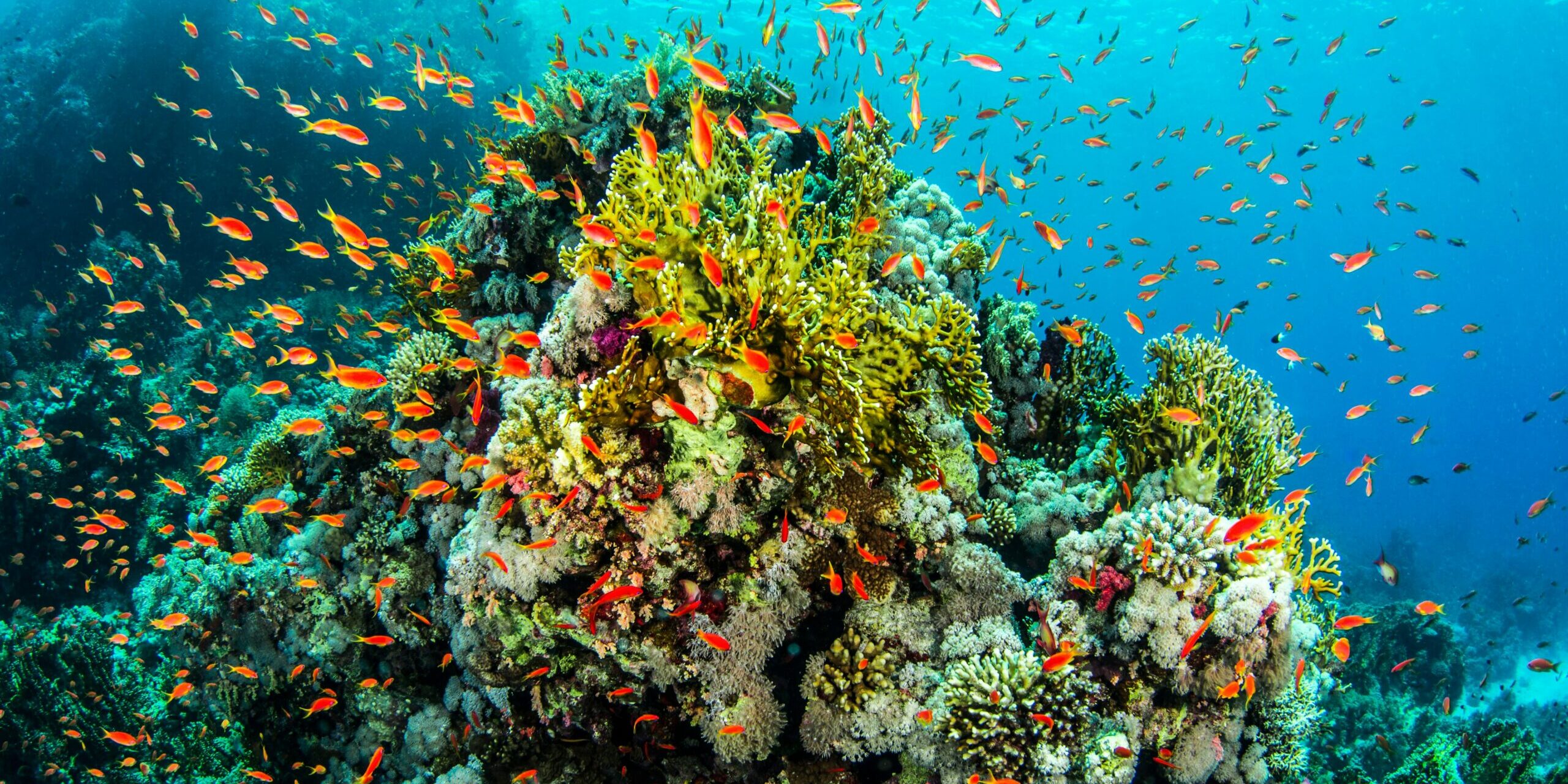 La ricerca scientifica in mare: alla scoperta dell’ambiente più grande (e sconosciuto) del Pianeta