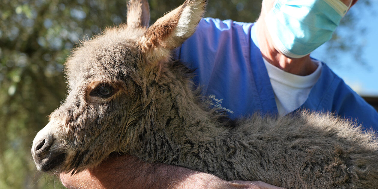 One Health Corner – Medicina Veterinaria