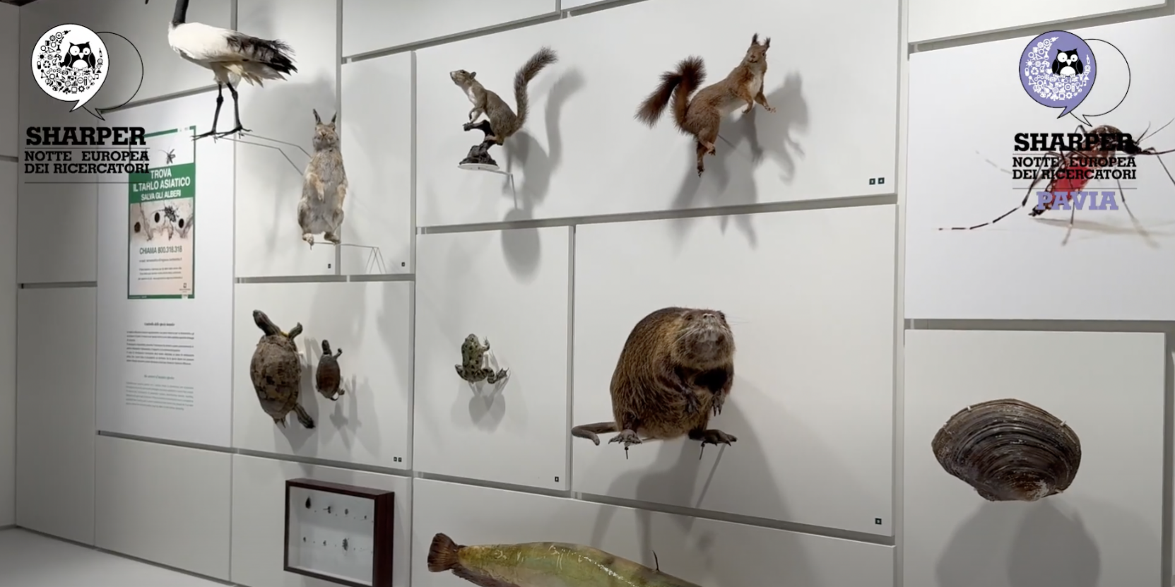Kosmos: un viaggio nella storia della natura a Pavia