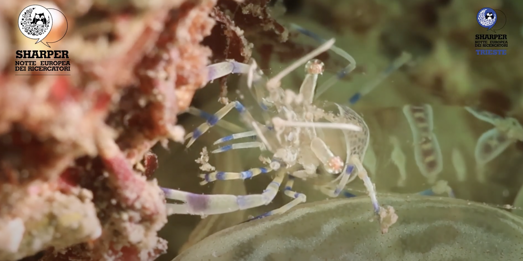 Guardiani del mare: ripristini e conservazione di specie e habitat in Alto Adriatico