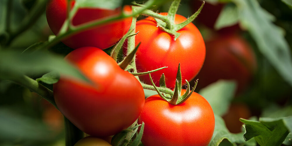 1 ORA CON IL RICERCATORE – Innovazione verde