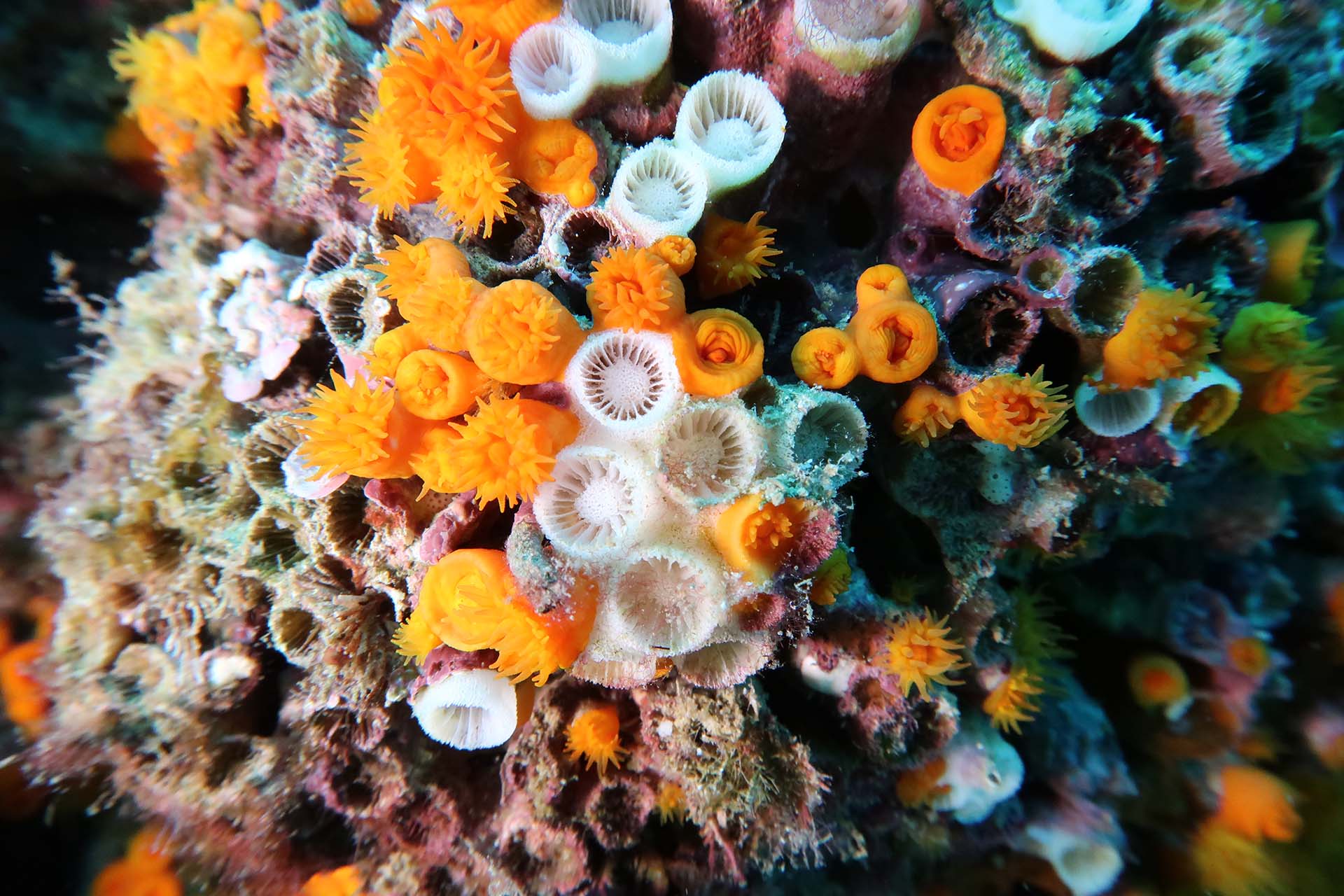 Sentinelle del Mare: il monitoraggio degli habitat mediterranei per la tutela della biodiversità