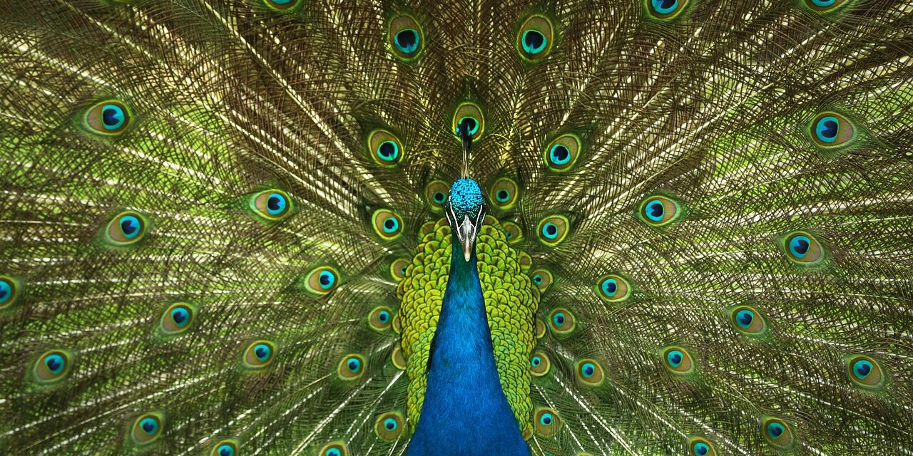 Il pavone della pioggia