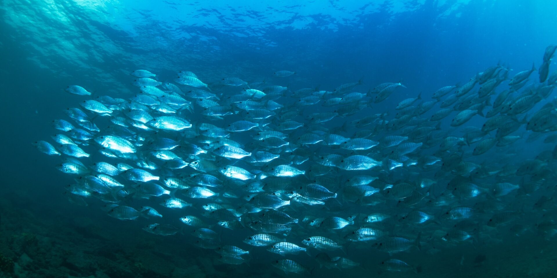QUANTI PESCI CI SONO NEL MARE?