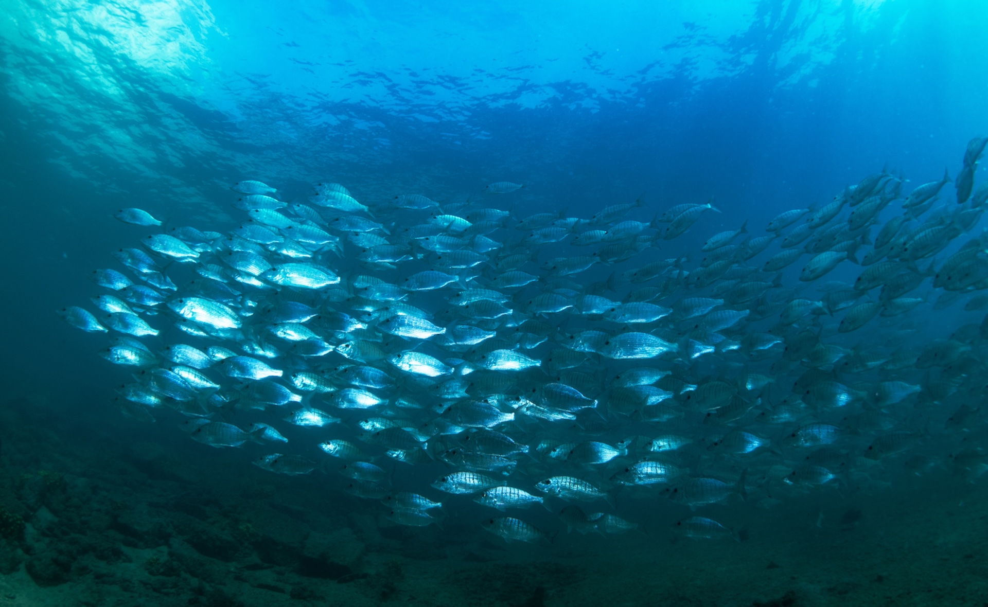 QUANTI PESCI CI SONO NEL MARE?