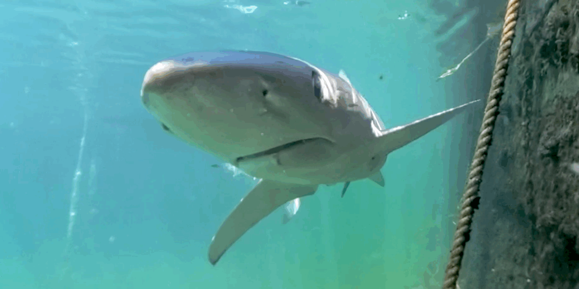 A TU PER TU CON LA VERDESCA