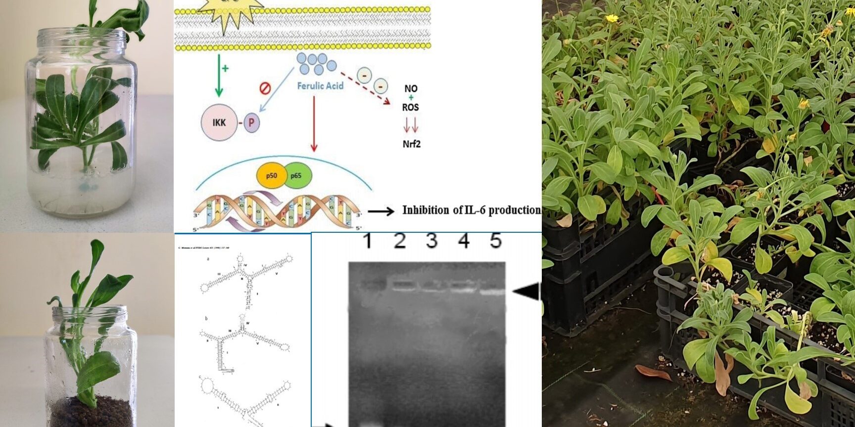 Come le piante producono i nostri farmaci