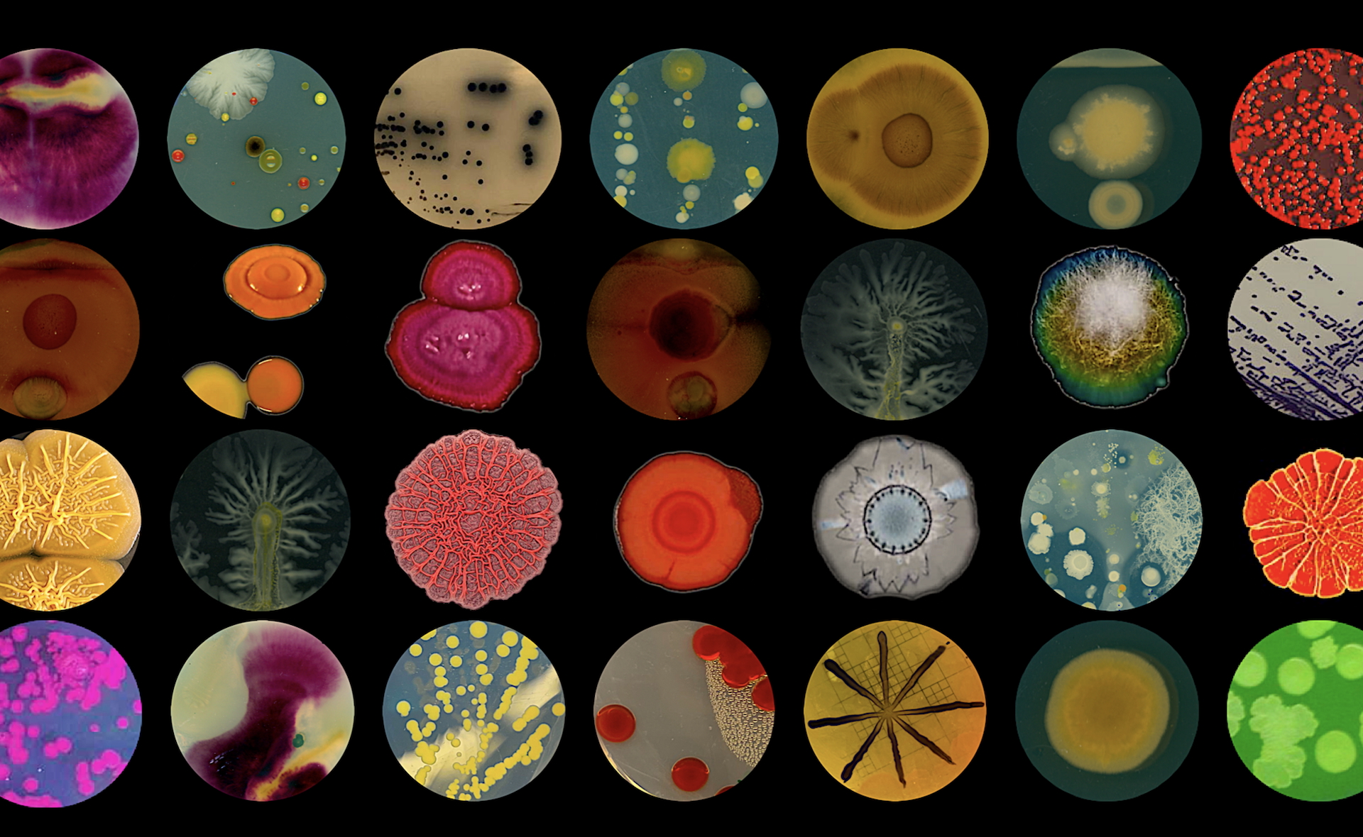 Scienza in Piazza: BIOTECNOLOGIE