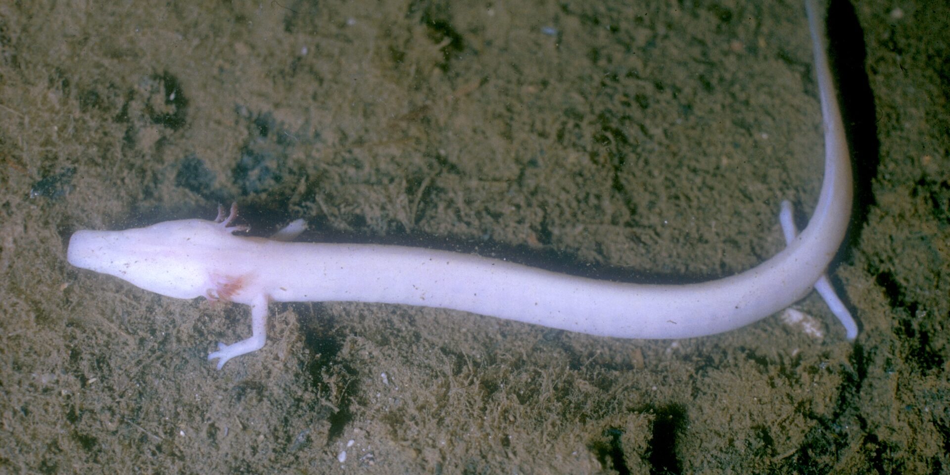 Scienza in Piazza: SCIENZE NATURALI