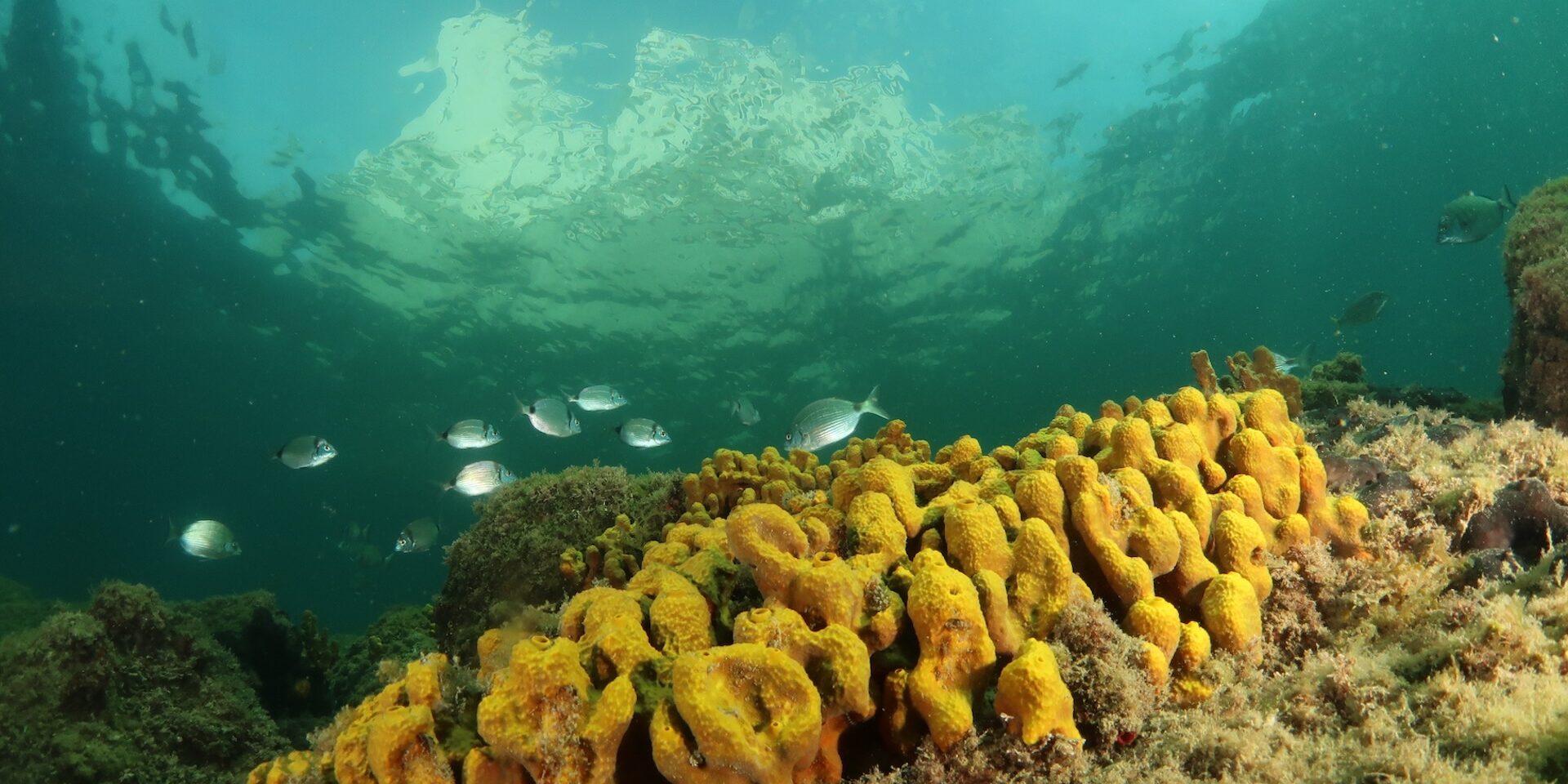Scienza in Piazza: BIOLOGIA MARINA