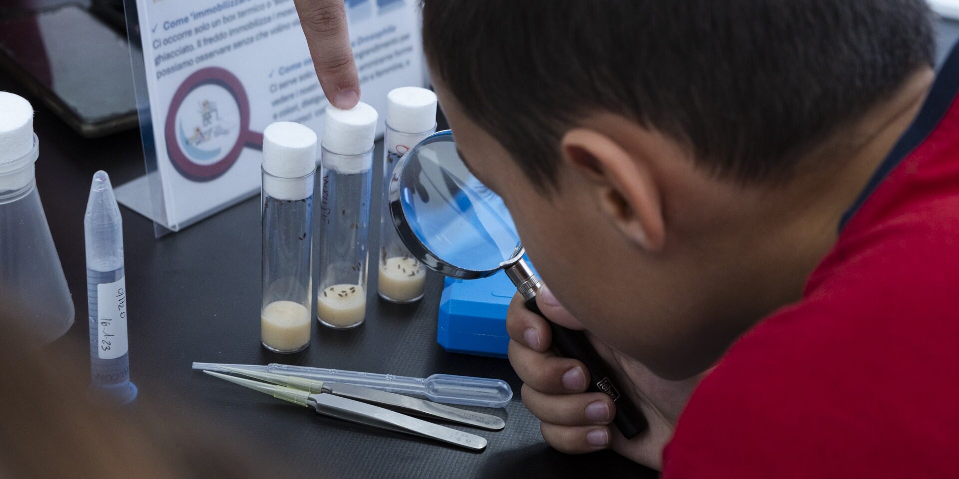 Scopri come la Drosophila melanogaster – la comune mosca della frutta – è diventata una protagonista della ricerca in biologia.