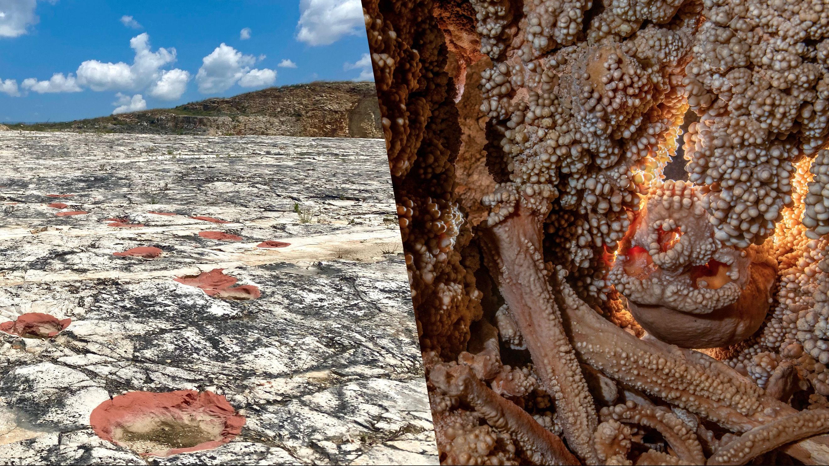 NEGLI ABISSI DEL TEMPO – TRA DINOSAURI E NEANDERTHAL / CONOSCERE E TUTELARE I CONTESTI DELLA TERRA DI BARI