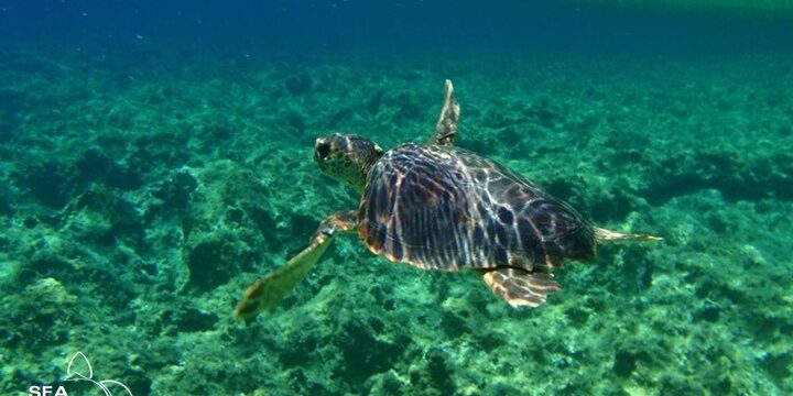 Le tartarughe marine: animali antichi dal futuro incerto. Perché e come salvarle
