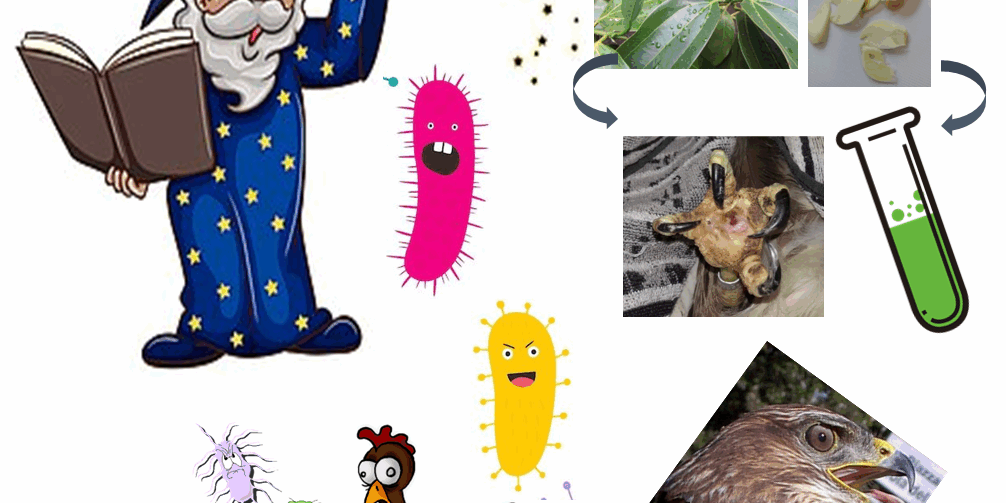 Viaggio nella ricerca sulle sostanze naturali che ci proteggono da virus e batteri