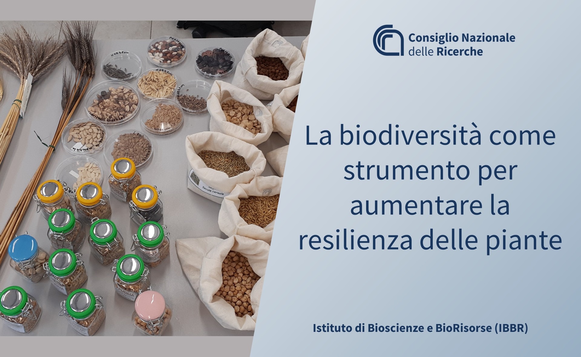 Consiglio Nazionale delle Ricerche (CNR)