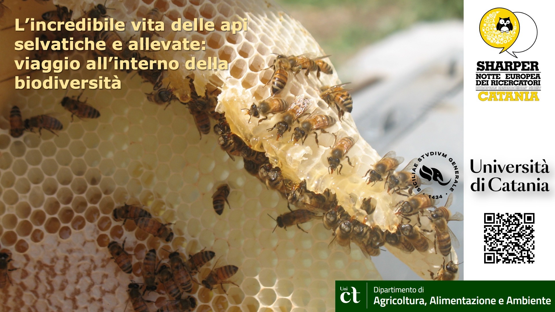 L’incredibile vita delle api selvatiche e allevate