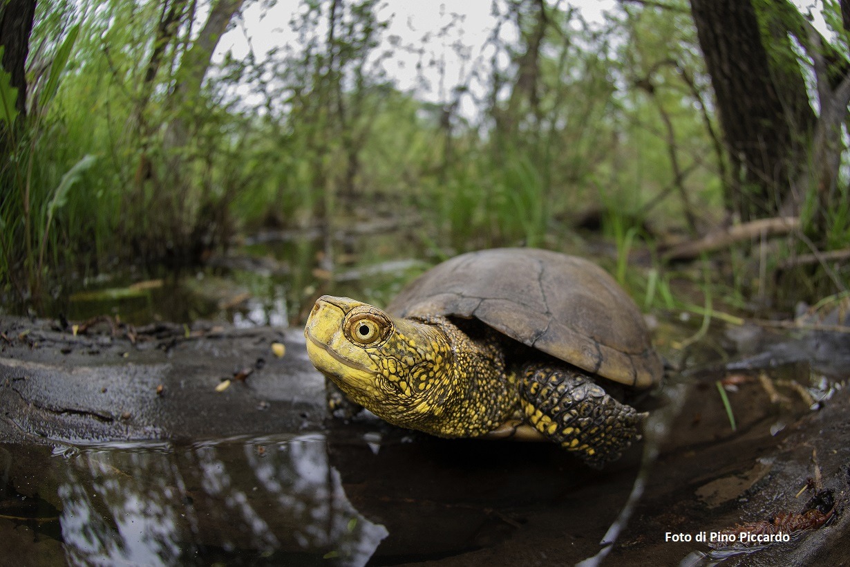 Costa Edutainment - Acquario di Genova