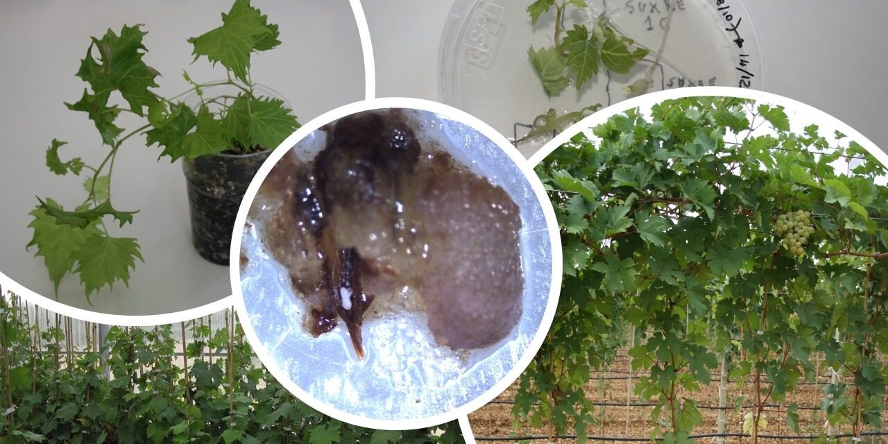 Dalla cellula al vigneto: il viaggio di una “vite”