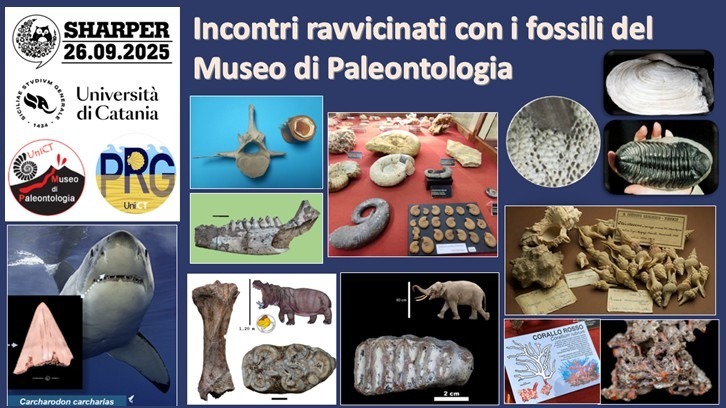 Incontri ravvicinati con i fossili del Museo di Paleontologia