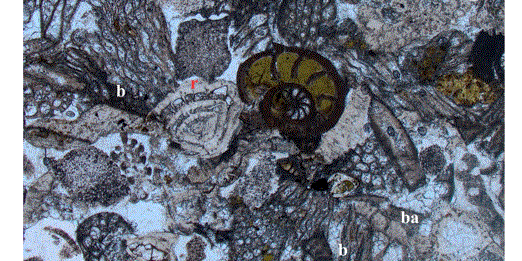 Le Spie del Mare: I Foraminiferi e i segreti del clima