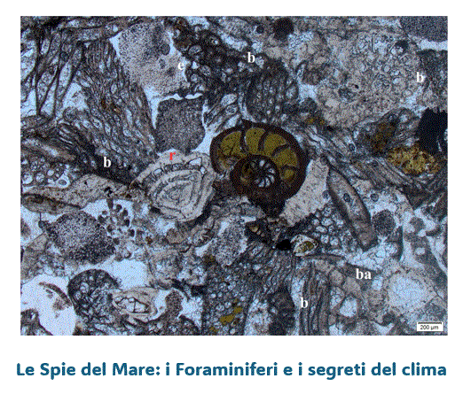 Le Spie del Mare: I Foraminiferi e i segreti del clima
