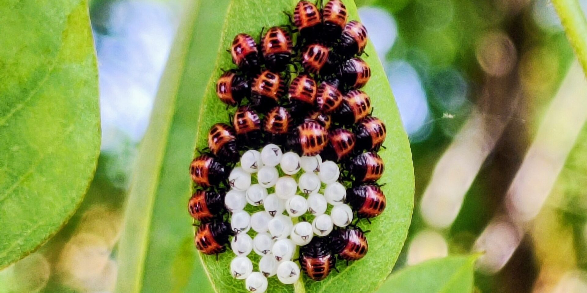 Meno insetticidi = più nemici naturali, alla scoperta di supereroi!