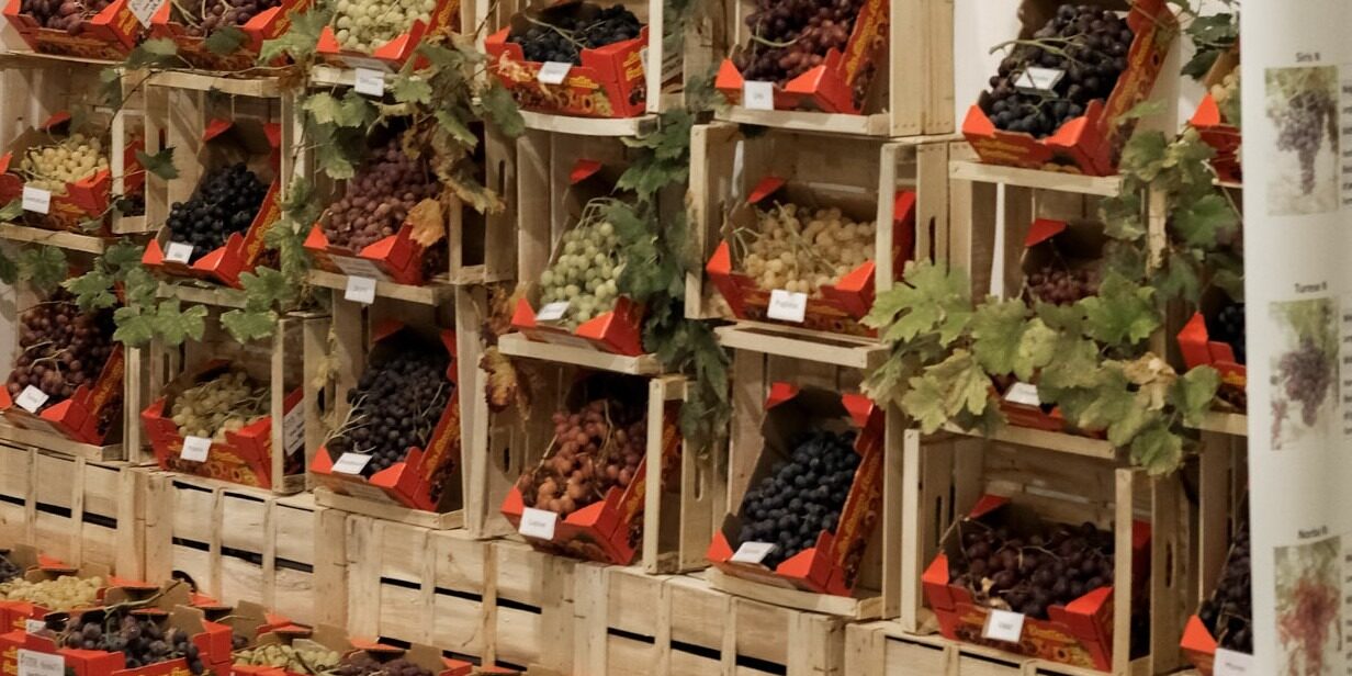 Uve da tavola di ieri e di domani