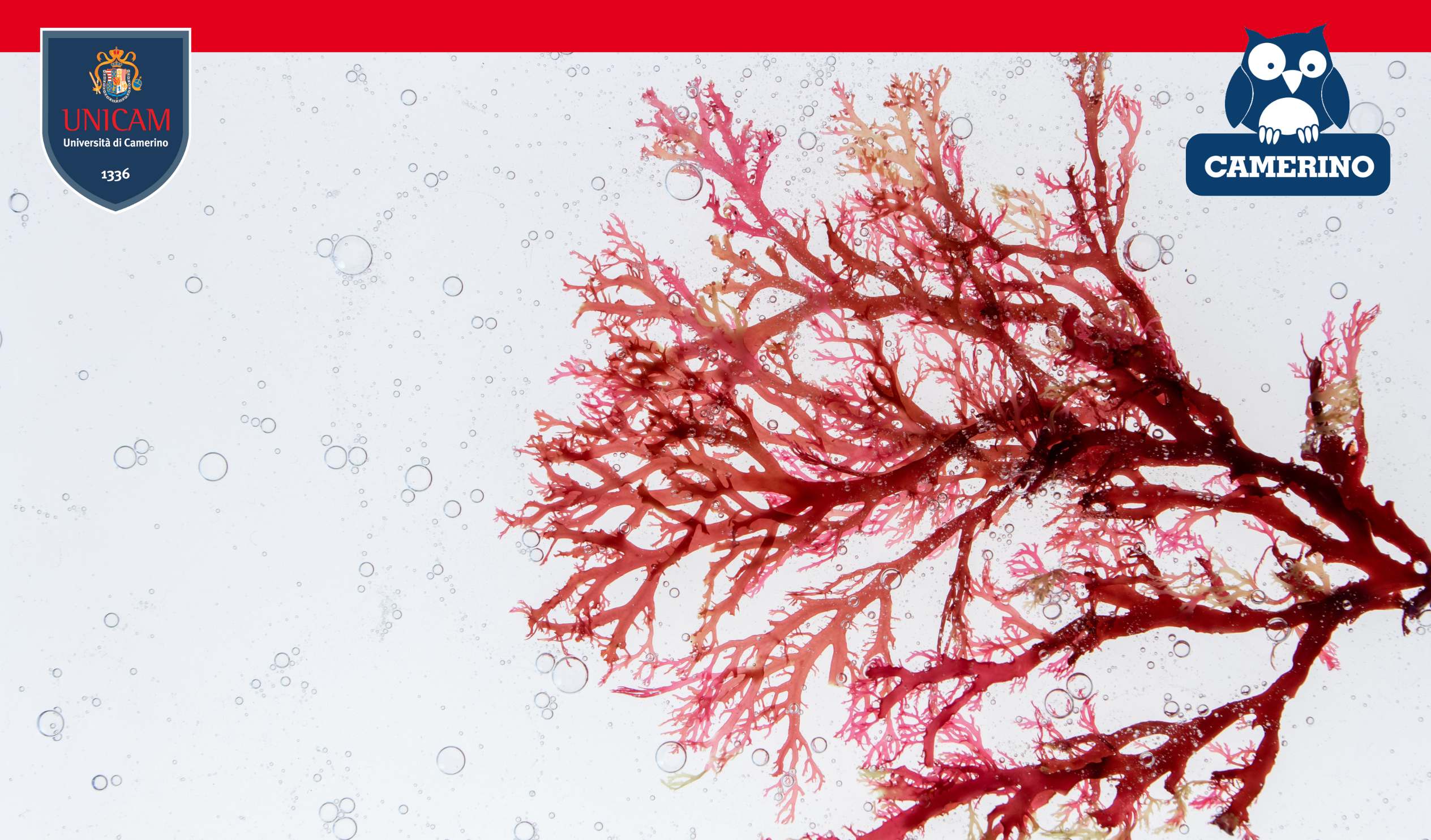 Università di Camerino