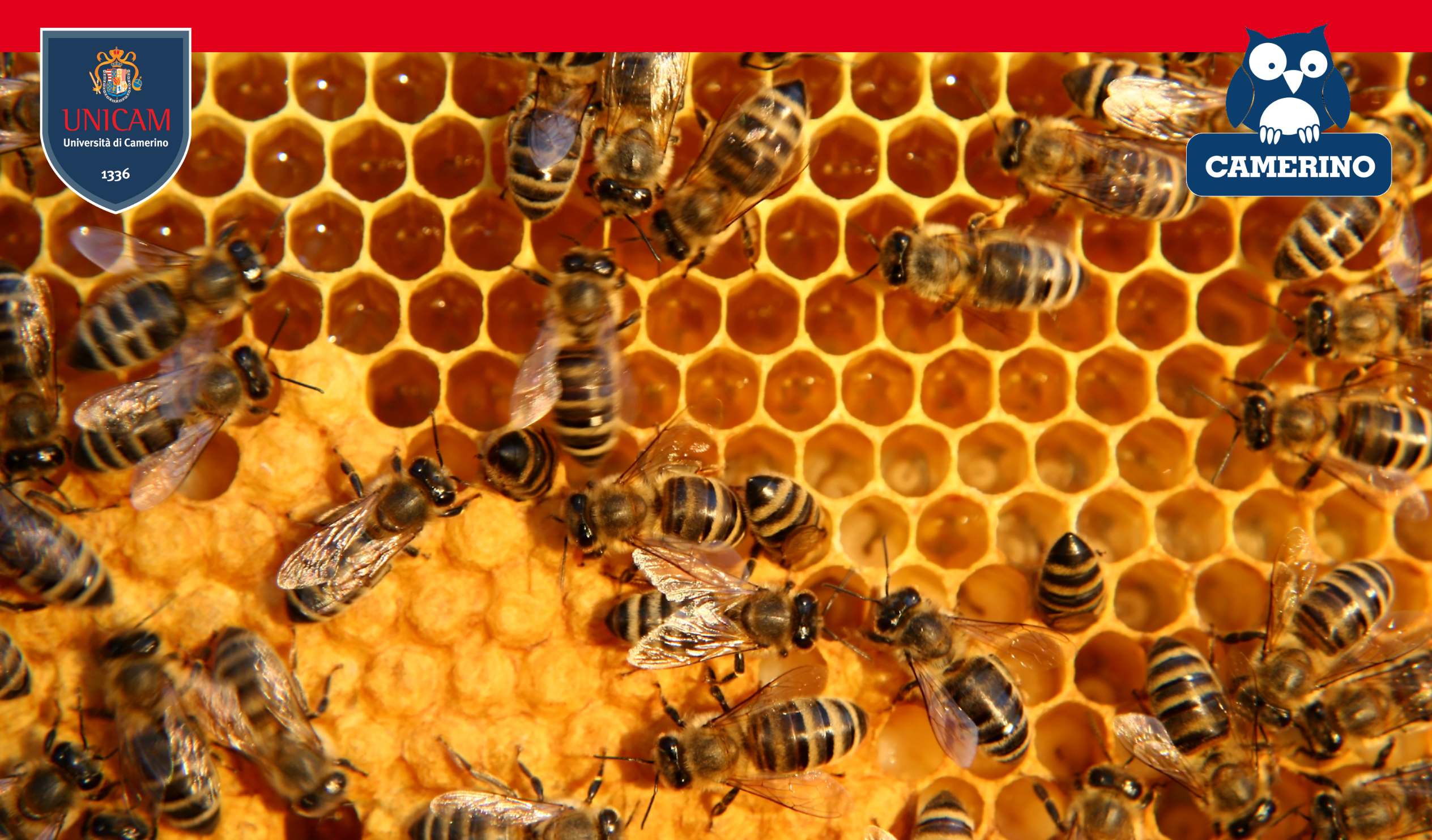 Università di Camerino