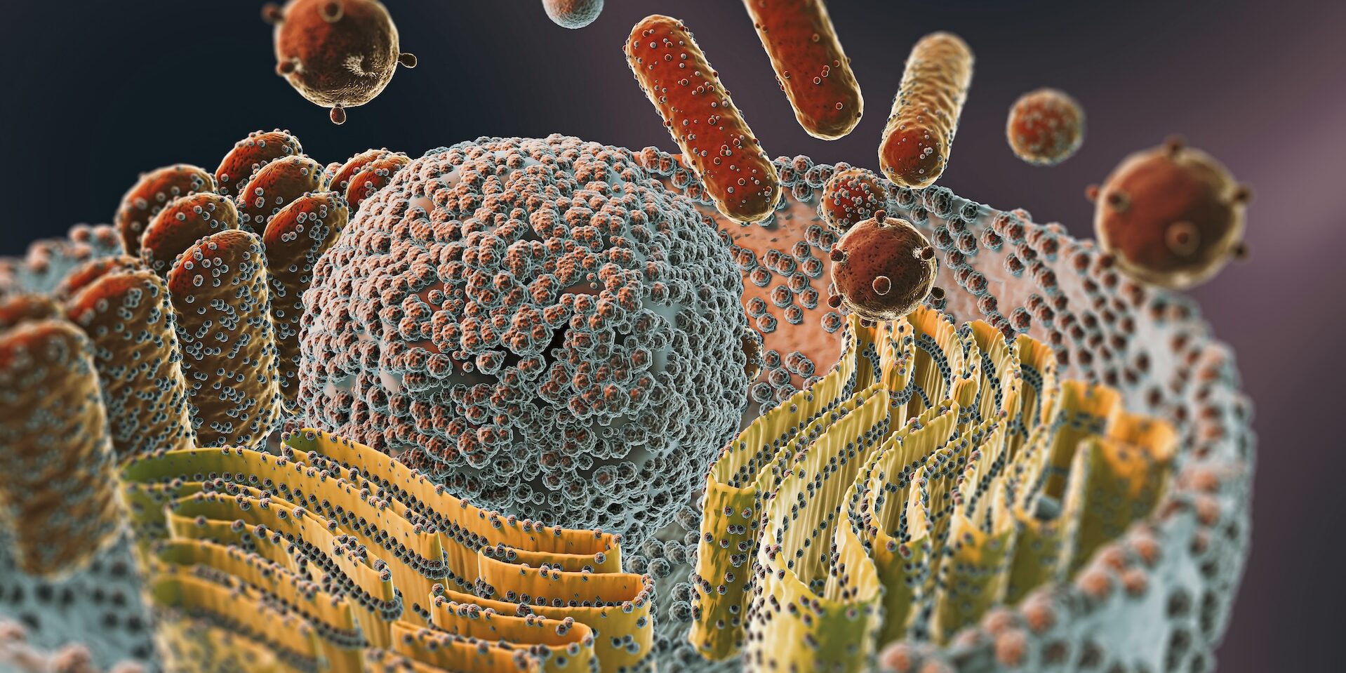 UN’ORA CON IL RICERCATORE – La cellula animale: una fortezza